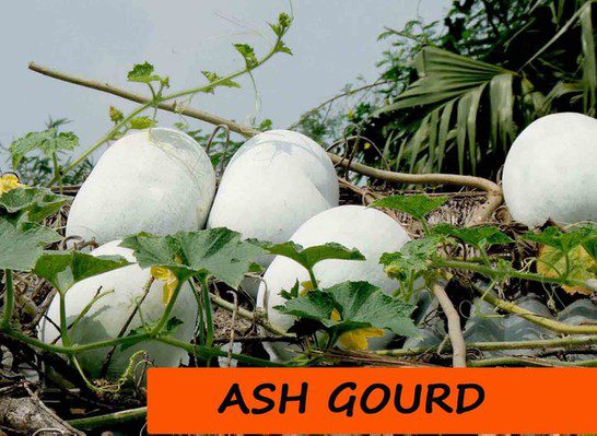 Ash Gourd _Amritha Ayurvedam
