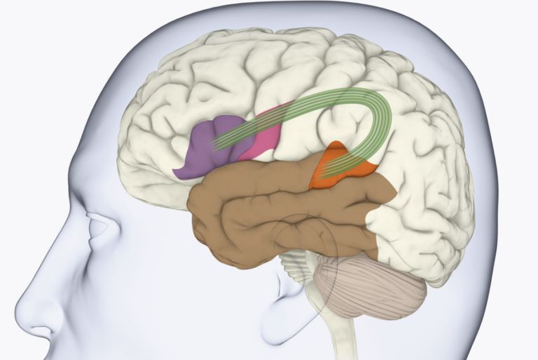 Broca-Wernicke-Brain